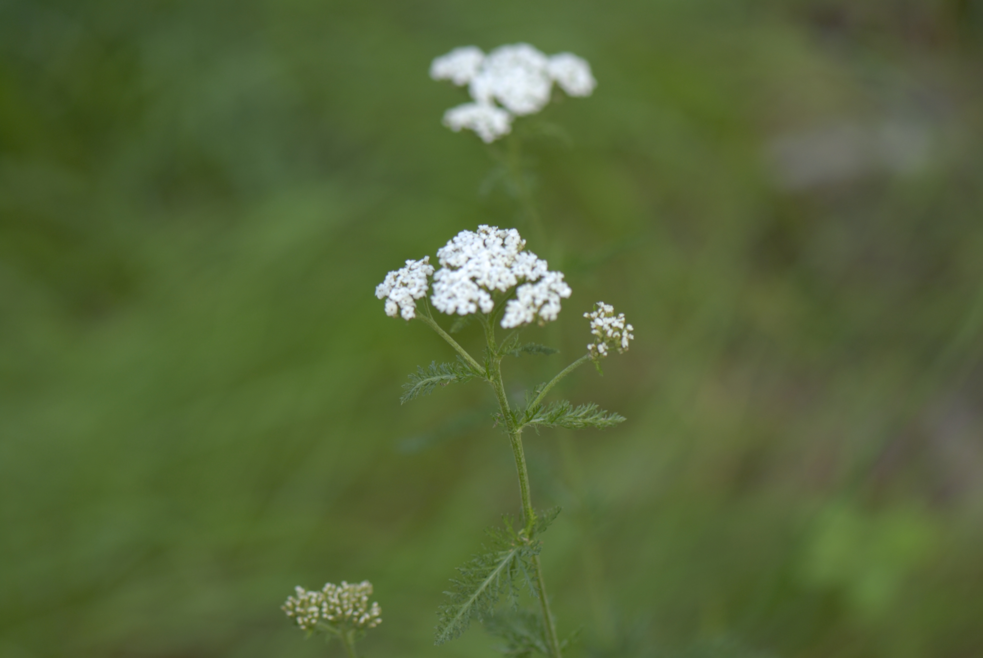 Yarrow